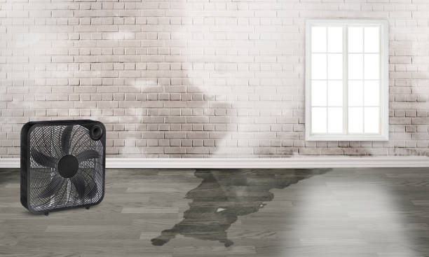 Best Local water damage restoration  in Fairview, UT